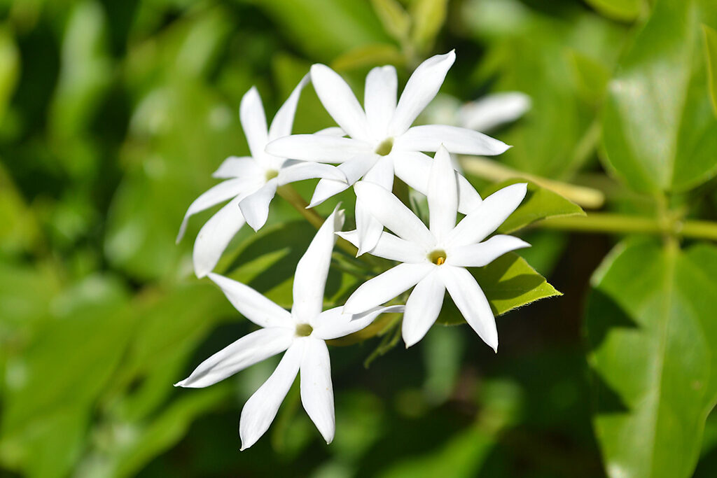 Downy Jasmine For Sale Online | The Tree Center