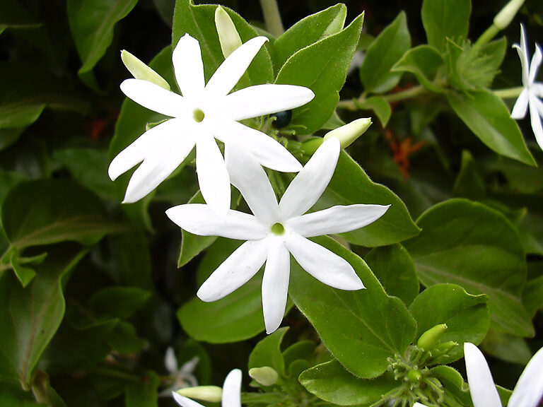 Downy Jasmine For Sale Online | The Tree Center