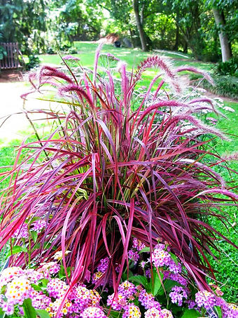 purple fountain grass zone 5