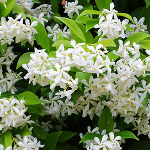 Star Jasmine For Sale Online | The Tree Center