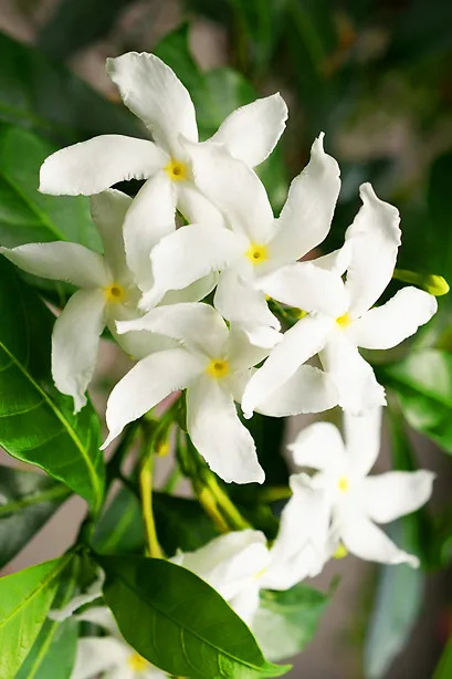 Star Jasmine For Sale Online | The Tree Center