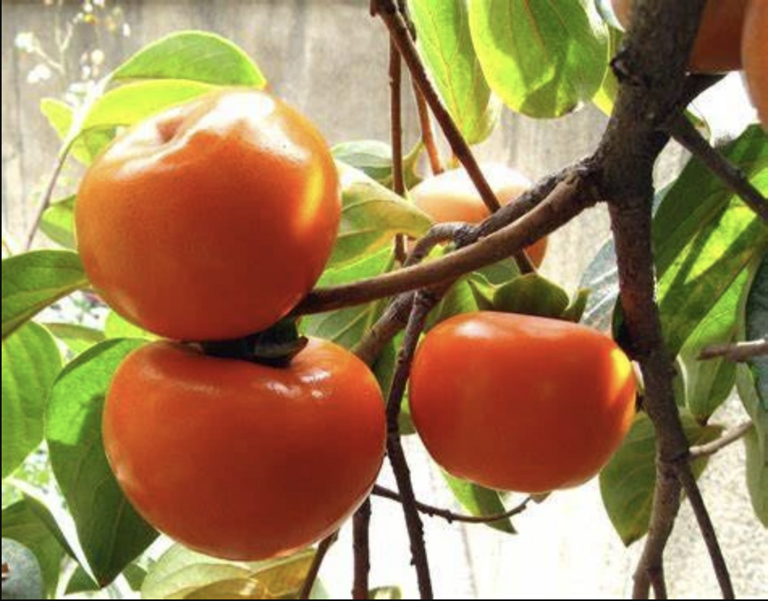 Suruga Japanese Persimmon Trees For Sale Online 