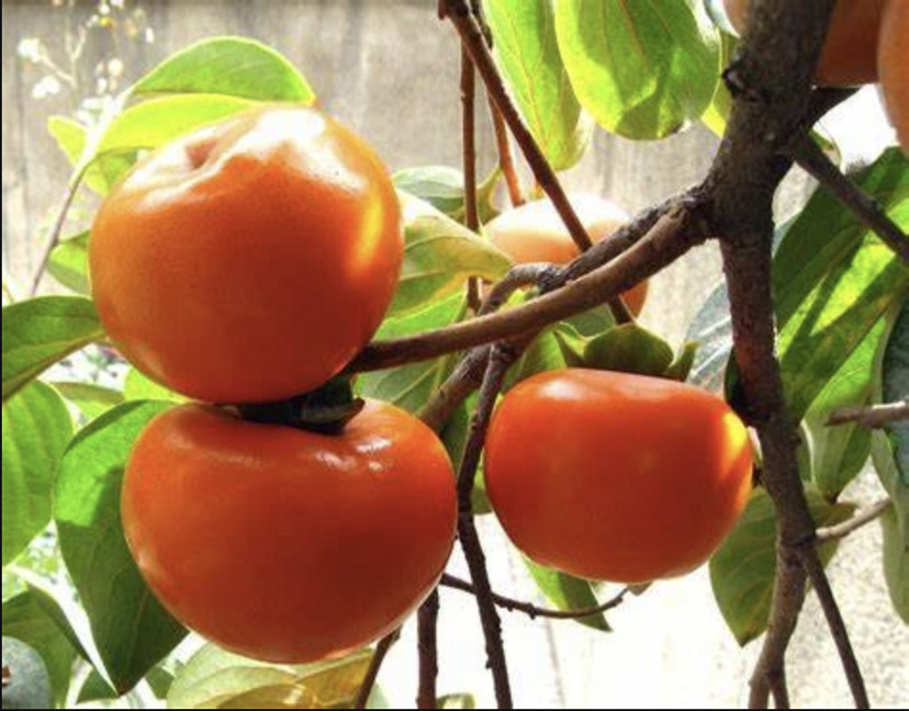 Suruga Japanese Persimmon Trees For Sale Online | The Tree Center