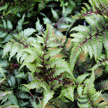 Godzilla Painted Fern For Sale Online | The Tree Center