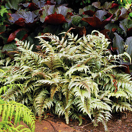 Godzilla Painted Fern For Sale Online | The Tree Center