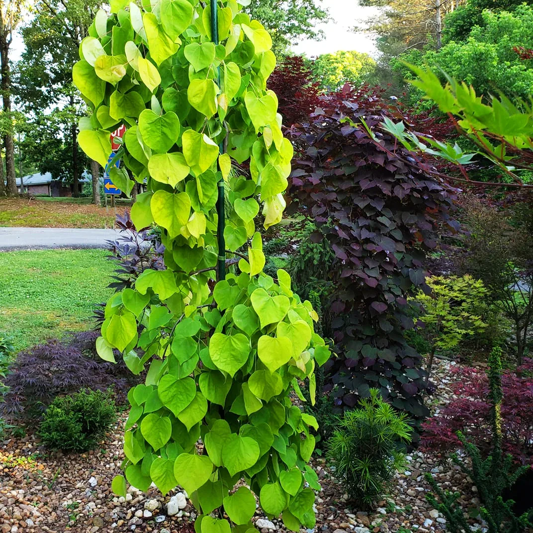 Romantic Love Tree with Heart-Shaped Leaves in Vibrant Garden