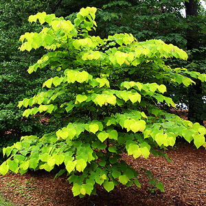 Golden Falls® Redbud For Sale Online | The Tree Center