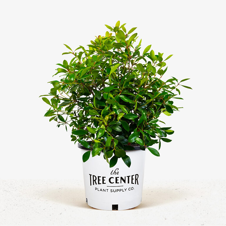 Japanese Cleyera For Sale Online | The Tree Center