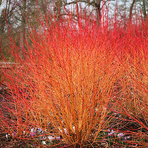 Midwinter Fire Dogwood For Sale Online | The Tree Center