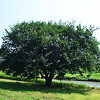 Prairie Expedition® Elm Tree For Sale Online | The Tree Center