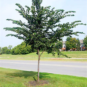 Prairie Expedition® Elm Tree For Sale Online | The Tree Center