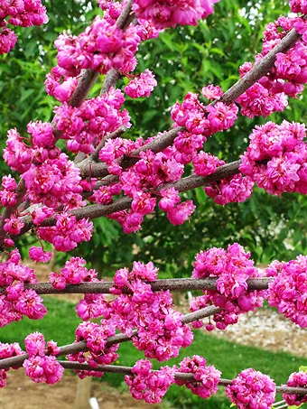 Pink Pom Poms Redbud (Cercis canadensis 'Pink Pom Poms') in Davidsonville,  Maryland (MD) at Homestead Gardens