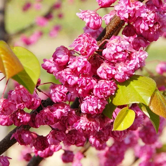 Cercis 'Pink Pom Poms' - Star® Roses and Plants
