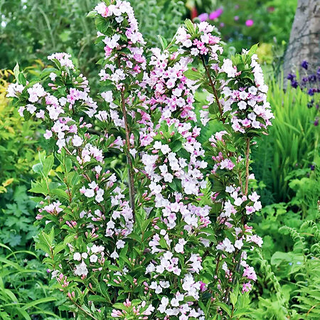 Apple Blossom Towers Of Flowers® Weigela For Sale Online | The Tree Center