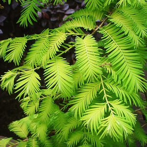 Amber Glow™ Dawn Redwood For Sale Online | The Tree Center