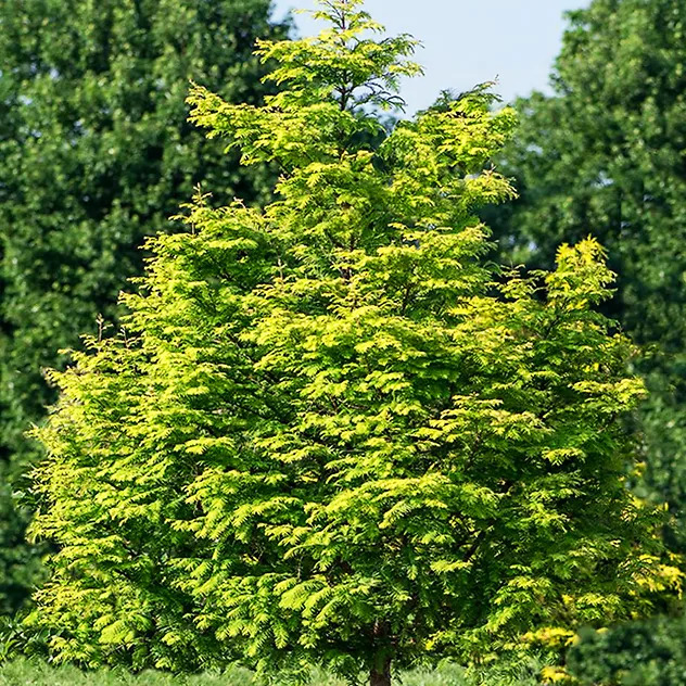 Amber Glow™ Dawn Redwood For Sale Online | The Tree Center