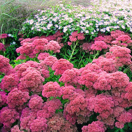 Autumn Fire Sedum For Sale Online | The Tree Center