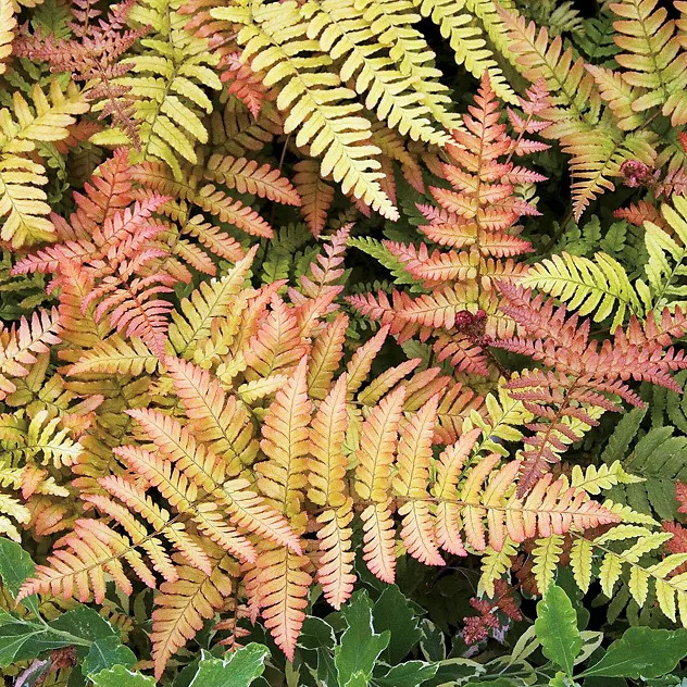 Brilliance Autumn Fern For Sale Online | The Tree Center