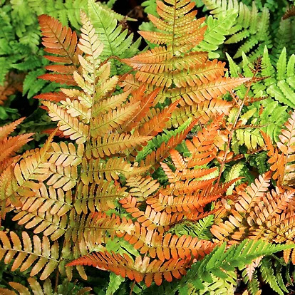 Brilliance Autumn Fern For Sale Online | The Tree Center