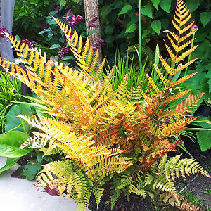 Brilliance Autumn Fern For Sale Online | The Tree Center