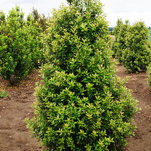 Centennial Girl Holly For Sale Online | The Tree Center