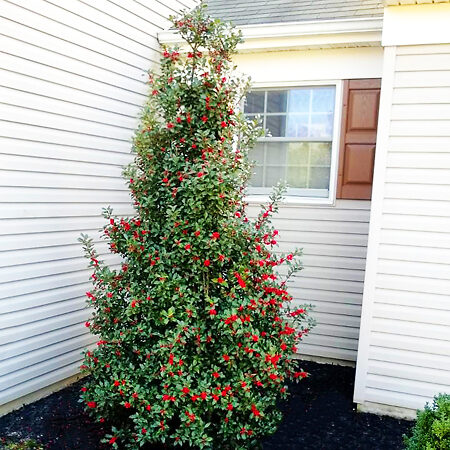 Centennial Girl Holly For Sale Online | The Tree Center