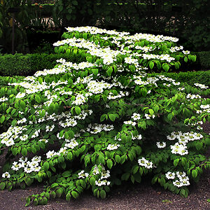 Shasta Doublefile Viburnum For Sale Online | The Tree Center