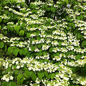 Shasta Doublefile Viburnum For Sale Online | The Tree Center