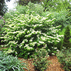 Shasta Doublefile Viburnum For Sale Online | The Tree Center