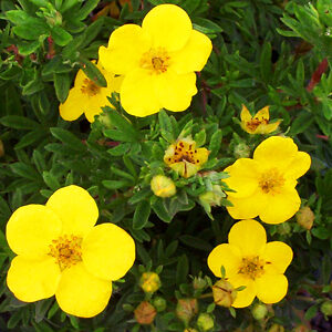 Goldfinger Cinquefoil For Sale Online | The Tree Center