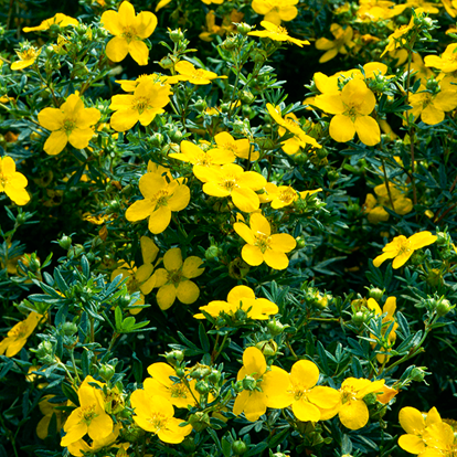 Goldfinger Cinquefoil For Sale Online | The Tree Center