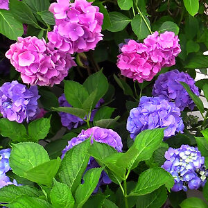 L.A. Dreamin® Hydrangea For Sale Online | The Tree Center