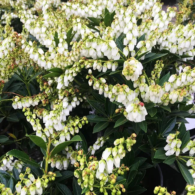 Prelude Pieris For Sale Online | The Tree Center