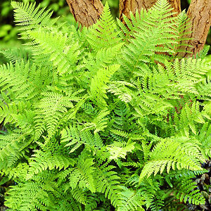 Southern Shield Fern For Sale Online | The Tree Center