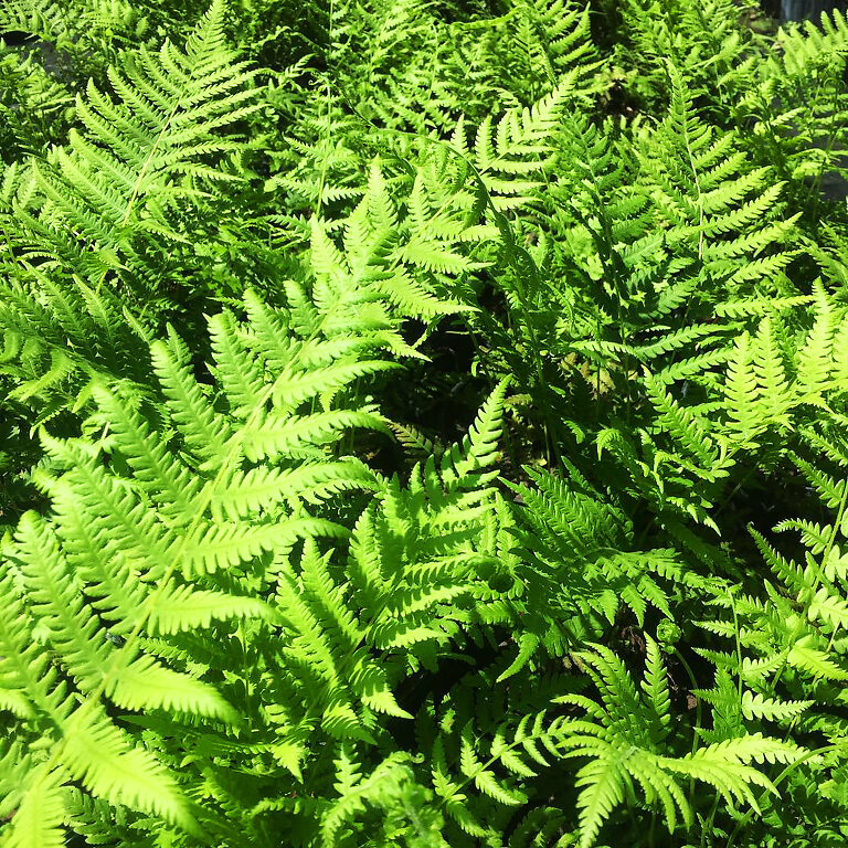 Southern Shield Fern For Sale Online | The Tree Center