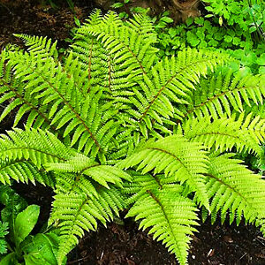 Tassel Fern For Sale Online | The Tree Center