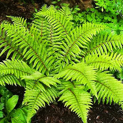 Tassel Fern For Sale Online | The Tree Center