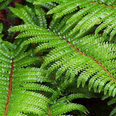 Tassel Fern For Sale Online | The Tree Center