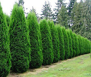 Arborvitae Privacy Trees – Pick the Right Tree | The Tree Center™