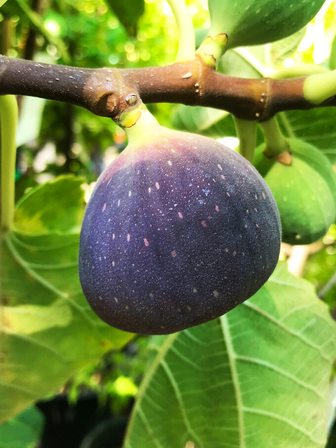 Fig Trees For Sale Buy Fig Trees Online The Tree Center