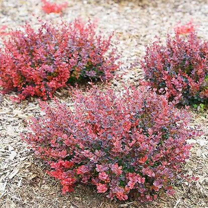 Sunjoy Mini Maroon® Barberry For Sale Online | The Tree Center