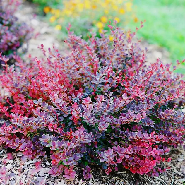 Sunjoy Mini Maroon® Barberry For Sale Online | The Tree Center