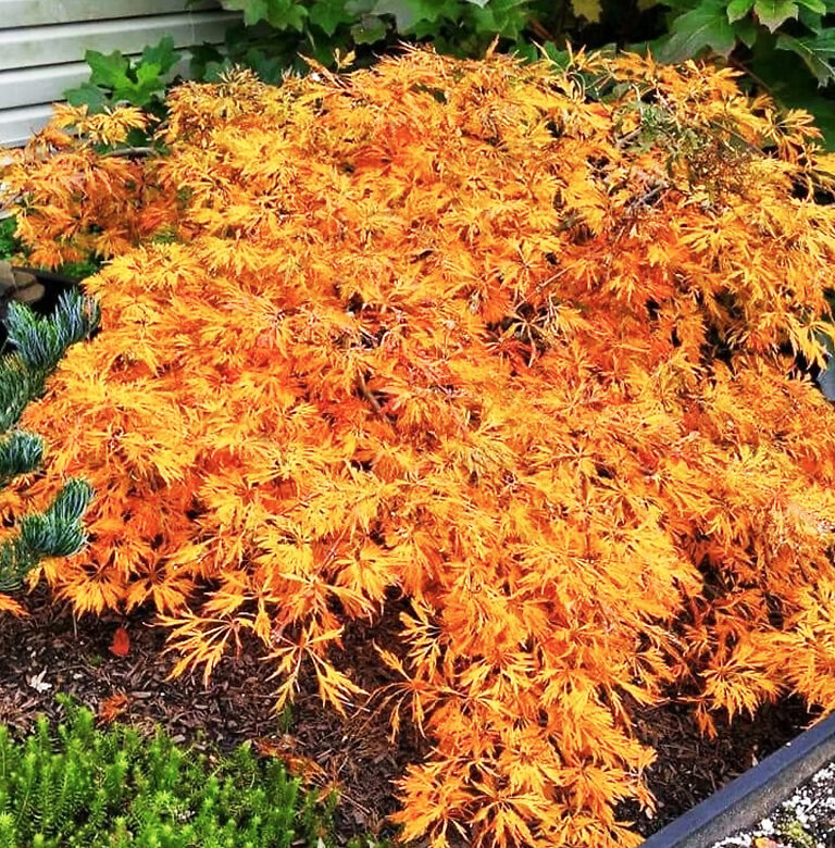 weeping-full-moon-maple-for-sale-online-the-tree-center