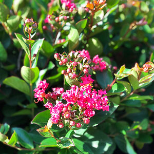 Bellini Raspberry Crape Myrtle For Sale Online | The Tree Center