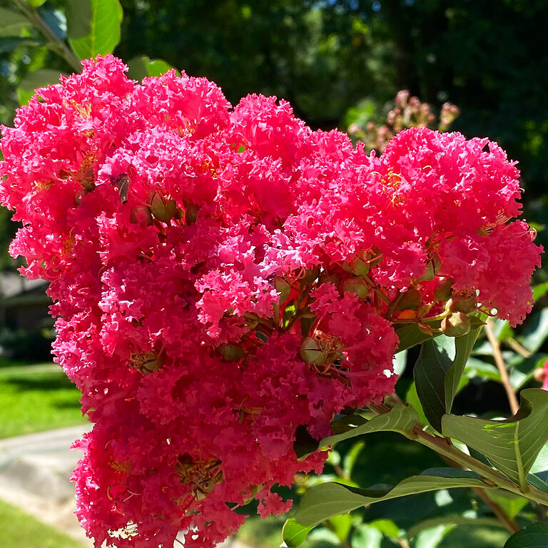 Bellini Raspberry Crape Myrtle For Sale Online | The Tree Center