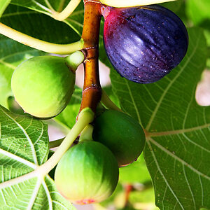 Blue Giant Fig For Sale Online | The Tree Center