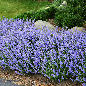 Blue Wonder Catmint For Sale Online | The Tree Center