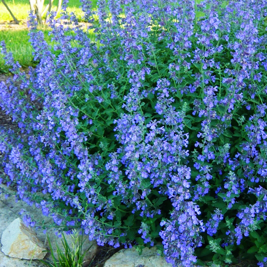 Blue Wonder Catmint For Sale Online | The Tree Center