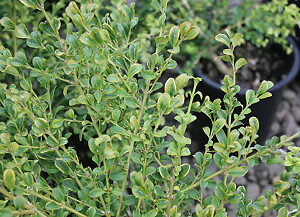 Curly Locks Boxwood For Sale Online | The Tree Center