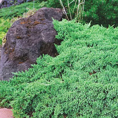 Dwarf Garden Juniper For Sale Online | The Tree Center